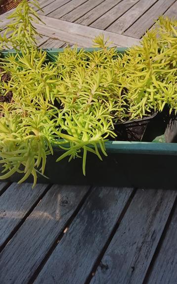 Sedum reflexum, Mortsel beschikbaar voor biedingen