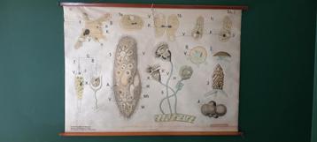 Ancienne affiche scolaire biologique "Unicellulaires", Enlèvement ou Envoi