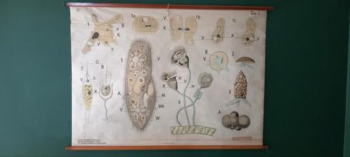 Vintage biologische schoolposter „Unicellulair”, Antiek en Kunst, Antiek | Schoolplaten, Ophalen of Verzenden