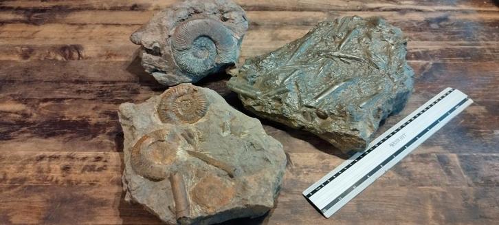 3 prachtige grote fossielen, Verzamelen, Mineralen en Fossielen, Ophalen of Verzenden