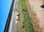 Lammeren te koop, Dieren en Toebehoren