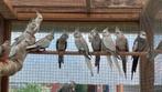 Valkparkieten te koop, Dieren en Toebehoren, Vogels | Kanaries