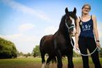 Tinker paard te koop, Zadelmak, Recreatiepaard, 11 jaar of ouder, Gechipt