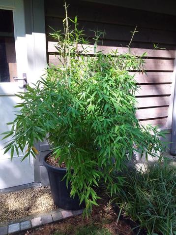 Fargesia murielae, bamboe, Tuin en Terras, Ophalen, Vaste plant