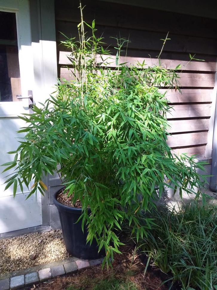 Fargesia murielae, bamboe, Tuin en Terras, Planten | Tuinplanten, Vaste plant, Ophalen