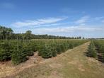 kerstbomen nordmann, Tuin en Terras, Ophalen, In pot, Overige soorten
