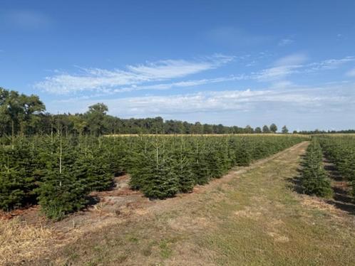kerstbomen nordmann, Tuin en Terras, Planten | Bomen, Overige soorten, In pot, Ophalen