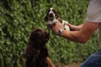 Engelse Cocker Spaniel pups te koop, Dieren en Toebehoren, België, 8 tot 15 weken, HCC (leverziekte), Meerdere