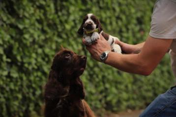 Engelse Cocker Spaniel pups te koop beschikbaar voor biedingen