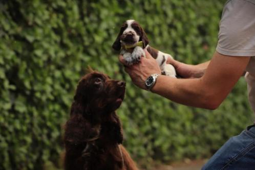 Engelse Cocker Spaniel pups te koop, Dieren en Toebehoren, Honden | Retrievers, Spaniëls en Waterhonden, Meerdere dieren, Spaniël