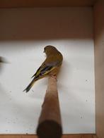 Groenvink koppel, Dieren en Toebehoren