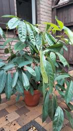 vingersboom, Tuin en Terras, Ophalen