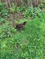 Oeufs fécondés d’Araucana croisé Brahma Isabelle à vendre, Meerdere dieren, Kip