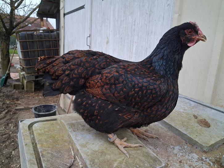 Œufs fécondés de poules Barnevelder, Animaux & Accessoires, Volatiles, Poule ou poulet