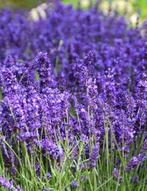 Zaden van Lavendel Munstead oogst 2025, Ophalen of Verzenden, Gehele jaar, Zaad