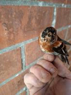 Keep, Dieren en Toebehoren, Vogels | Kanaries, Meerdere dieren