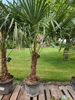 Winterharde palmboom Trachycarpus Fortunei, Ophalen, Halfschaduw, Palmboom