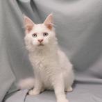 Maine coon, hele lieve kittens!, Meerdere dieren, Gechipt, 0 tot 2 jaar