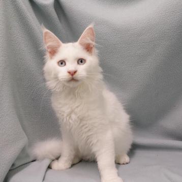 Maine coon, hele lieve kittens! beschikbaar voor biedingen