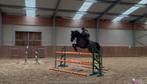 Springpaard/ Allrounder, Dieren en Toebehoren, Ruin, 170 tot 175 cm, Springpaard, 7 tot 10 jaar