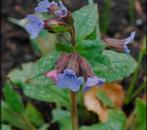 Planten Longkruid (pulmonaria), Ophalen