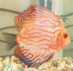 Discus vis 9 cm, Dieren en Toebehoren, Vissen | Aquariumvissen, Vis, Zoetwatervis