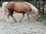 Quarter merrie met merrieveulen, Merrie