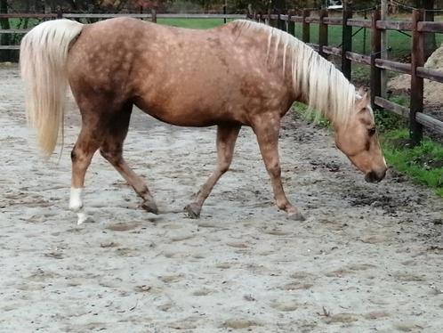 Quarter merrie met merrieveulen, Dieren en Toebehoren, Paarden, Merrie