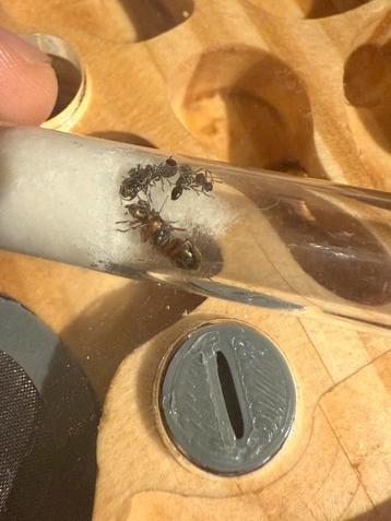 Formica rufibarbis mieren kolonie beschikbaar voor biedingen