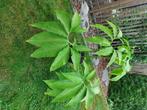 Sauromatum venosum voodoolelie, Tuin en Terras, Bloembollen en Zaden, Ophalen, Voorjaar