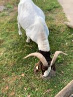 Boerengeit bok, Dieren en Toebehoren, Schapen, Geiten en Varkens, Geit