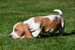 Basset Hound pups te koop, 15 weken tot 1 jaar, Reu, Basset, Buitenland