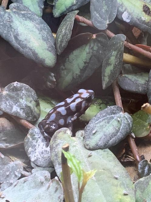 Pijlgifkikker - kweekkoppels te koop, Dieren en Toebehoren, Reptielen en Amfibieën, Amfibie, 3 tot 6 jaar
