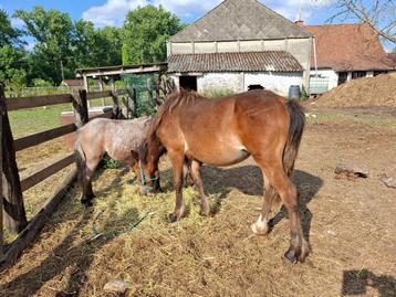 Merrieveulen kruist Apalossa x Irisch Cob  beschikbaar voor biedingen