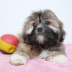 Shih Tzu - Belgische puppy's te koop, CDV (hondenziekte), Meerdere, 8 tot 15 weken, Meerdere dieren