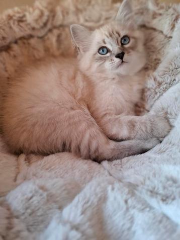 Laatste neva masquerade kitten beschikbaar voor biedingen