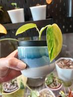 Philodendron Florida beauty, Huis en Inrichting, Kamerplanten, Ophalen of Verzenden