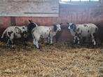 Bonte lamrammen en ooi, Dieren en Toebehoren, Schapen, Geiten en Varkens