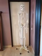 Anatomisch skelet, ware grootte, Diversen, Overige Diversen, Ophalen, Gebruikt