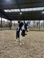 GEZOCHT : verzorgpaardjes, Dieren en Toebehoren, Paarden en Pony's | Verzorgingsproducten, Ophalen of Verzenden, Zo goed als nieuw