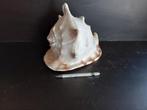 Schelp  cassis Cornuta 27 cm, Verzamelen, Mineralen en Fossielen, Ophalen
