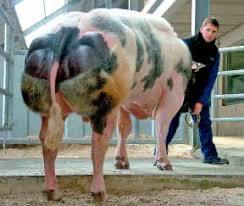 Sperma BWB, Dieren en Toebehoren, Runderen, Vrouwelijk