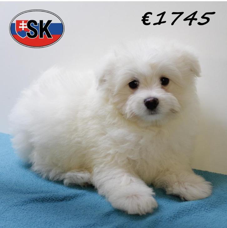 Pomapoo - een wit wolkje - pup te koop, Dieren en Toebehoren, Honden | Chihuahua's en Gezelschapshonden, Reu, Overige rassen, Handelaar