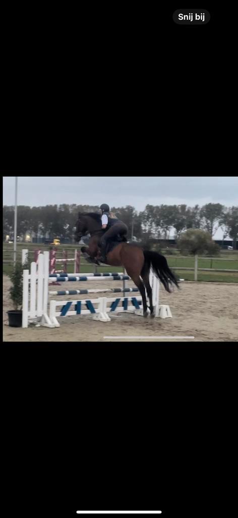 Ruiter aangeboden, Dieren en Toebehoren, Paarden, Hengst