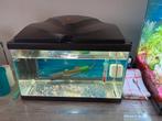 Aquarium avec poissons et accessoires à vendre, Enlèvement ou Envoi