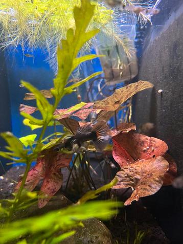 Moscow, dumbo guppy fry beschikbaar voor biedingen