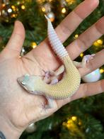 Snowflake luipaardgekko man, Dieren en Toebehoren, Hagedis, Tam, 0 tot 2 jaar