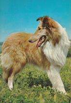 COLLIE, Verzamelen, Postkaarten | Dieren, Verzenden, Ongelopen, Hond of Kat