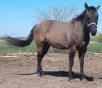 Grullo quarter horse merrie, Dieren en Toebehoren, Paarden, Merrie, Met stamboom, Minder dan 160 cm, 7 tot 10 jaar
