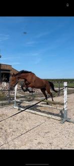 Leuke merrie opzoek naar een nieuw huisje, Dieren en Toebehoren, Paarden, Merrie